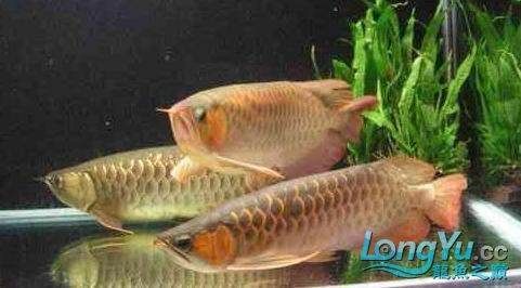 金龍魚(yú)仰頭是什么原因：金龍魚(yú)仰頭可能有多種原因，