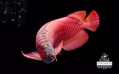 30公分紅龍魚(yú)燈光使用：30公分紅龍魚(yú)燈光使用技巧，紅龍魚(yú)的養(yǎng)殖方法