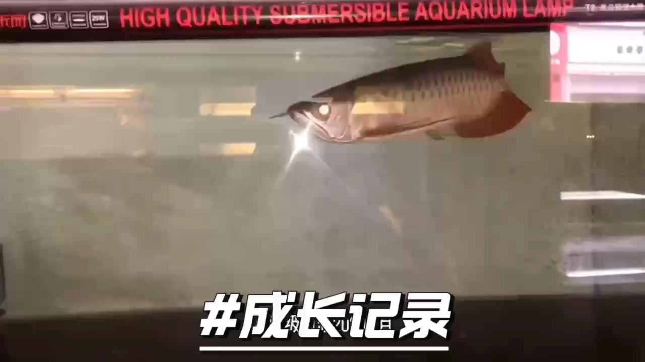 成長記錄：山城龍,小魚慢慢養(yǎng) 觀賞魚論壇