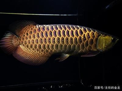 李亞四金龍魚(yú)馬蹄印：李亞四金龍魚(yú)中的馬蹄印