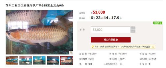 金龍魚拍賣最貴多少錢：金龍魚拍賣最貴價格是7萬元人民幣金龍魚拍賣最貴多少錢