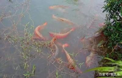 養(yǎng)龍魚加什么鹽好：養(yǎng)龍魚時(shí)需要添加鹽以及使用何種鹽是一個(gè)常見的問題 龍魚百科 第2張