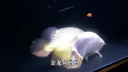 金龍魚(yú)一個(gè)月要花多少錢(qián)正常：金龍魚(yú)一個(gè)月要多少錢(qián) 龍魚(yú)百科 第1張