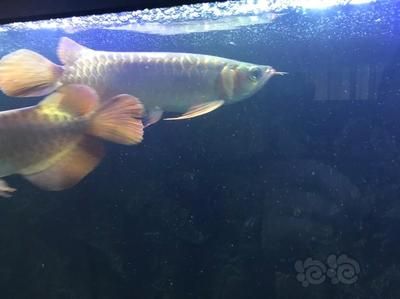 如何看龍魚(yú)的狀態(tài)：如何判斷龍魚(yú)是否健康