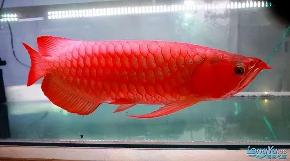 怎么看紅龍魚(yú)的體型好：判斷紅龍魚(yú)體型好壞需要綜合考慮多個(gè)方面幫助您挑選到滿意的紅龍魚(yú) 龍魚(yú)百科 第1張