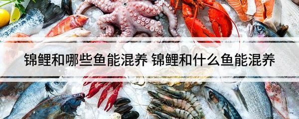 地圖魚龍魚可以喂豬肉嗎：地圖魚和龍魚可以喂豬肉嗎 龍魚百科 第3張