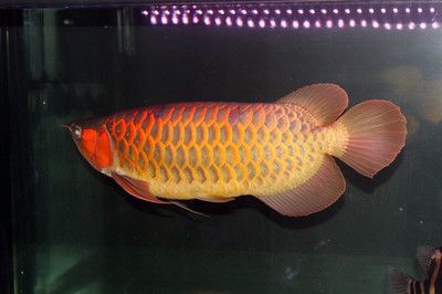 紅龍魚(yú)和金龍魚(yú)哪個(gè)價(jià)格高：紅龍魚(yú)和金龍魚(yú)哪個(gè)價(jià)格高哪個(gè)價(jià)格高 龍魚(yú)百科 第3張