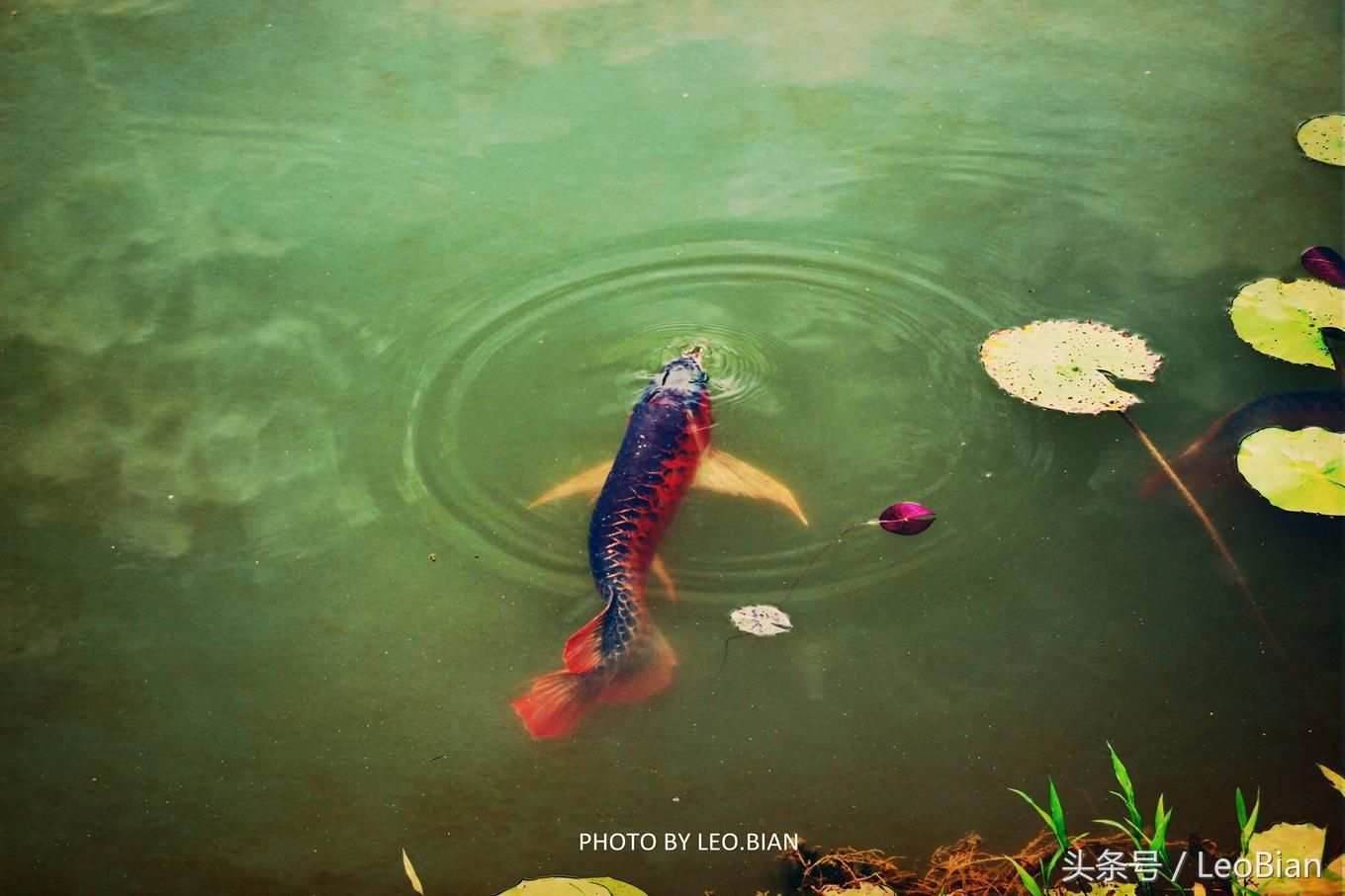 龍魚浮水面游來游去：龍魚浮水面游來游去可能有多種原因及其解決方法分享