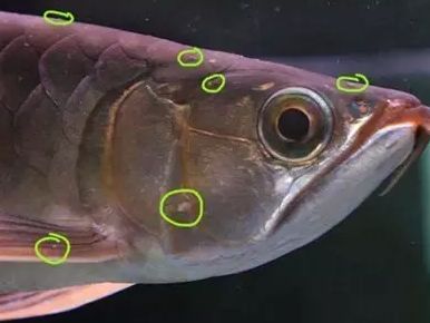 龍魚鱗片凸起底下有白色塊狀：龍魚鱗片凸起底下有白色塊狀,怎么辦? 龍魚百科 第1張