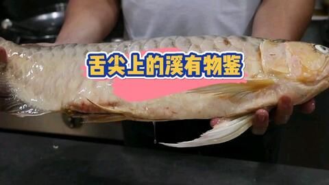 75公分紅龍魚視頻：關(guān)于紅龍魚的問(wèn)答