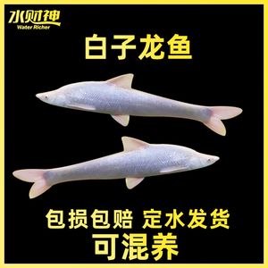 紅眼白子龍魚(yú)能長(zhǎng)多大：紅眼白子龍魚(yú)的生長(zhǎng)潛力