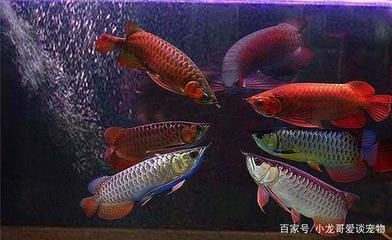 龍魚魚缸過濾方法有哪些：龍魚魚缸過濾方法