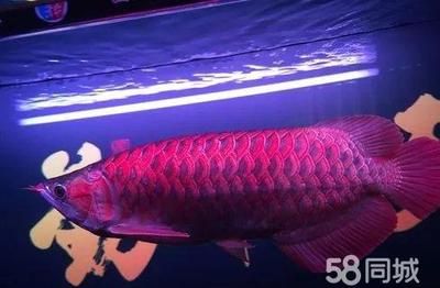 北京龍魚價格：北京龍魚價格信息北京龍魚價格信息 龍魚百科 第1張