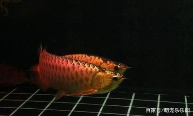 龍魚(yú)培育：龍魚(yú)培育指南 龍魚(yú)百科 第1張