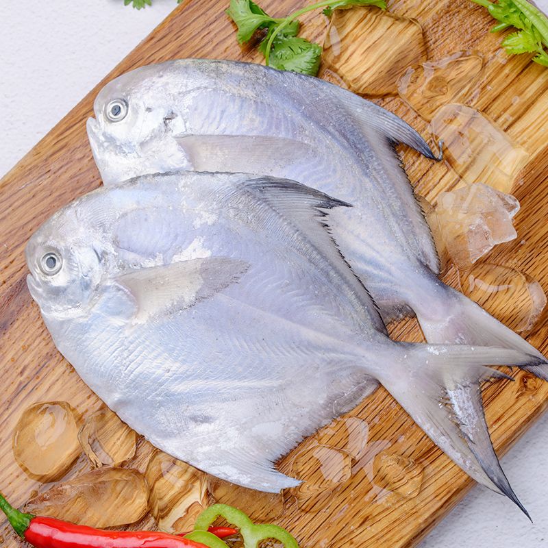 鯧魚(yú)和龍魚(yú)混養(yǎng)嗎：鯧魚(yú)和龍魚(yú)一起養(yǎng)嗎