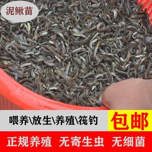 龍魚喂活泥鰍嗎好嗎：龍魚喂活泥鰍好嗎