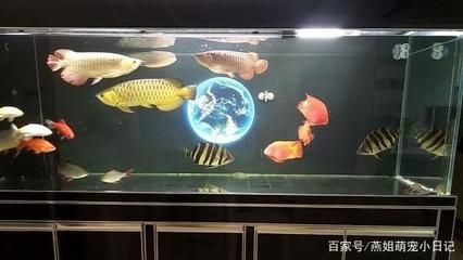 地圖和龍魚混養(yǎng)怎么喂食：地圖魚和龍魚混養(yǎng)喂食的詳細(xì)建議