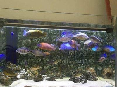 龍魚觀賞魚購(gòu)買渠道有哪些：購(gòu)買龍魚觀賞魚的渠道有哪些 龍魚百科