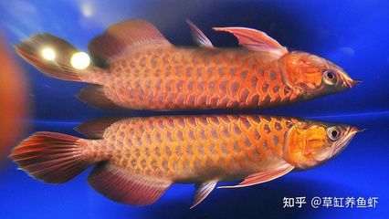 龍魚能吃蟋蟀嗎：龍魚能吃蟋蟀嗎，