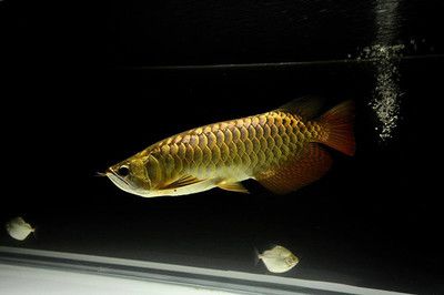 紅尾金龍魚有幾種顏色：紅尾金龍魚與其他金龍魚品種最根本的區(qū)別紅尾金龍魚有幾種顏色 龍魚百科 第1張