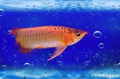 龍魚(yú)水位的正確方法是什么：龍魚(yú)水位的正確方法 龍魚(yú)百科 第2張