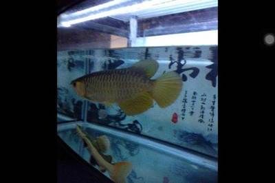 鞍山龍魚專賣店：鞍山熱帶魚專賣店