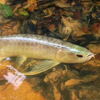 龍魚卡食怎么辦：龍魚卡食怎么辦龍魚卡食怎么辦