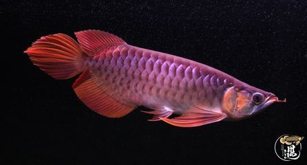 龍魚(yú)掉尾怎么回事：龍魚(yú)掉尾怎么回事龍魚(yú)掉尾怎么辦