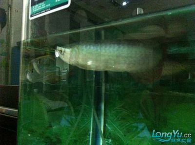 兩條龍魚：兩條龍魚可以一起飼養(yǎng)嗎