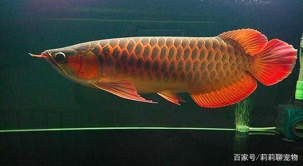 紅龍魚(yú)尾鰭爛了怎么辦：紅龍魚(yú)尾鰭爛了怎么辦紅龍魚(yú)尾鰭爛了怎么辦 龍魚(yú)百科 第1張