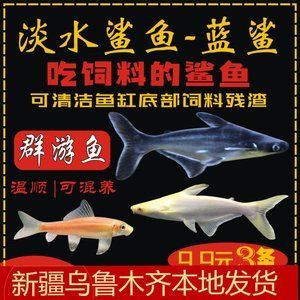 和龍魚混養(yǎng)的群游魚好嗎：和龍魚混養(yǎng)的群游魚好嗎和龍魚混養(yǎng)的群游魚好嗎 龍魚百科 第2張