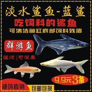 和龍魚混養(yǎng)的群游魚好嗎：和龍魚混養(yǎng)的群游魚好嗎和龍魚混養(yǎng)的群游魚好嗎 龍魚百科 第1張