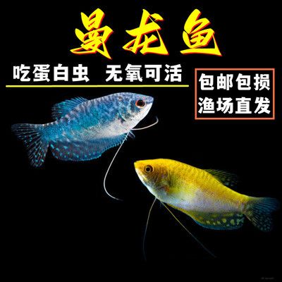 龍魚價格排行榜前十名有哪些品種：世界上最貴的十大名魚排行榜