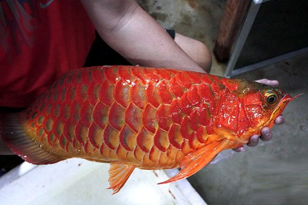 紅龍魚上色素沉淀：紅龍魚上色素沉淀可能是由于不當(dāng)?shù)娘曫B(yǎng)方法、品種遺傳因素引起的