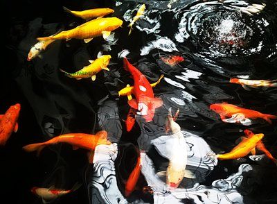 錦鯉好養(yǎng)還是龍魚好養(yǎng)：養(yǎng)錦鯉好還是龍魚好 龍魚百科 第3張