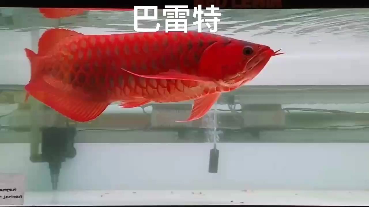 大紅袍：讓我一次愛個夠，北京老寧評論：挺棒的 觀賞魚論壇