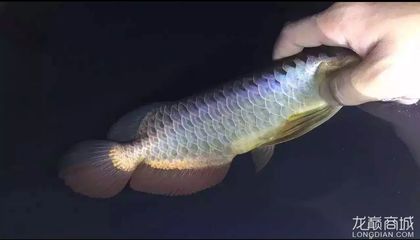 25公分金龍魚多久爬背正常：金龍魚的爬背時間 龍魚百科 第2張