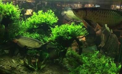 龍魚能不能吃蝌蚪飼料：龍魚能不能吃蝌蚪飼料呢？ 龍魚百科 第2張