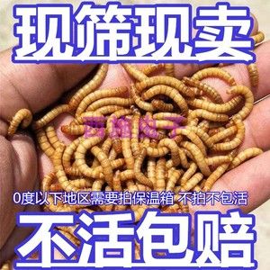 金龍魚養(yǎng)不活：金龍魚的飼養(yǎng)方法 龍魚百科 第3張