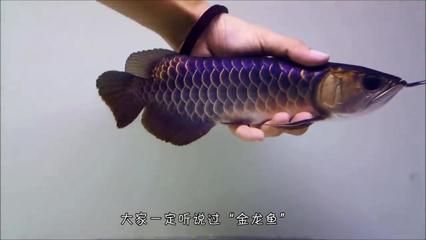 那種金龍魚值錢：\