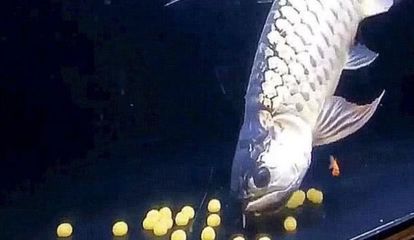 金龍魚鱗片掉了還能跟以前一樣嗎？：金龍魚掉鱗后的新生鱗片可能與原來的鱗片有所不同