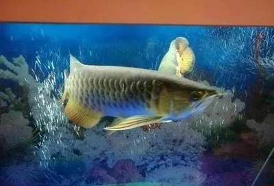 龍魚受驚后拒食會死嗎：龍魚受驚后拒食會死嗎龍魚受驚后拒食會死嗎 龍魚百科 第2張