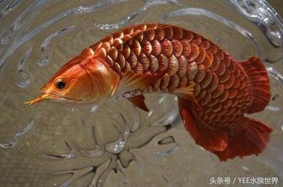 龍魚養(yǎng)一條還能在添加其它的魚嗎為什么：龍魚養(yǎng)一條還能在添加其他的魚嗎