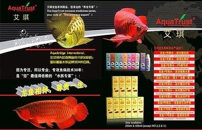 各種龍魚價格對比圖高清：各種龍魚價格對比圖 龍魚百科 第2張