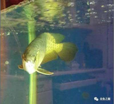 龍魚新入缸不開口下鹽：龍魚新入缸不開口下鹽是否下鹽，沒有必要額外添加海鹽