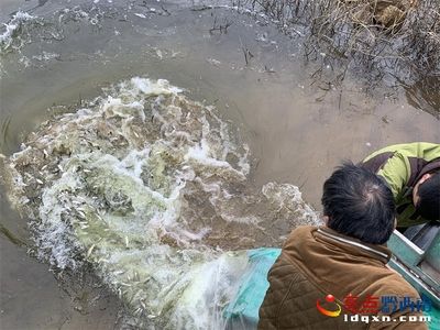 安龍魚苗批發(fā)市場：安龍縣魚苗批發(fā)市場 龍魚百科 第2張