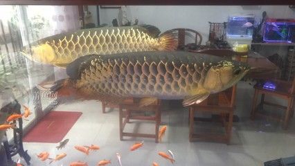 金龍魚饒平：金龍魚被列入瀕危物種