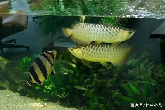 龍魚一缸可以養(yǎng)幾條魚嗎：龍魚一缸可以養(yǎng)幾條魚嗎龍魚一缸可以養(yǎng)幾條魚嗎 龍魚百科 第2張