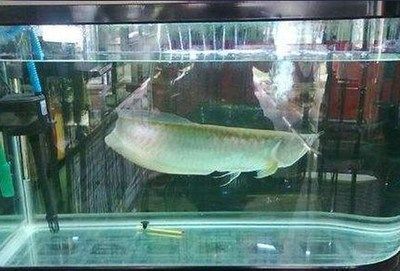 世界第一龍魚品種：“世界第一龍魚品種”搜索結(jié)果中沒有直接表明哪一個品種是獨一無二的 龍魚百科 第1張