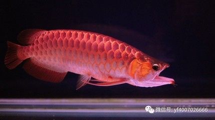 紅龍魚死了是吉是兇：紅龍魚死亡是吉是兇？